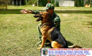 Bảng báo giá huấn luyện Chó Becgie