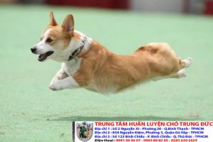 Bảng báo giá huấn luyện Chó Corgi