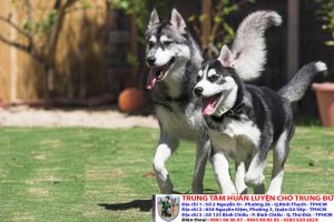 Bảng báo giá huấn luyện Chó Husky