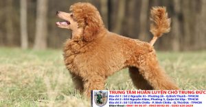 Bảng báo giá huấn luyện Chó Poodle