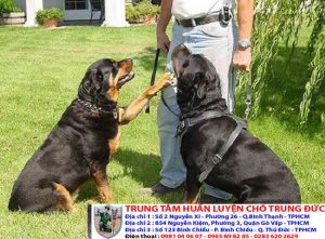 Bảng báo giá huấn luyện Chó Rottweiler