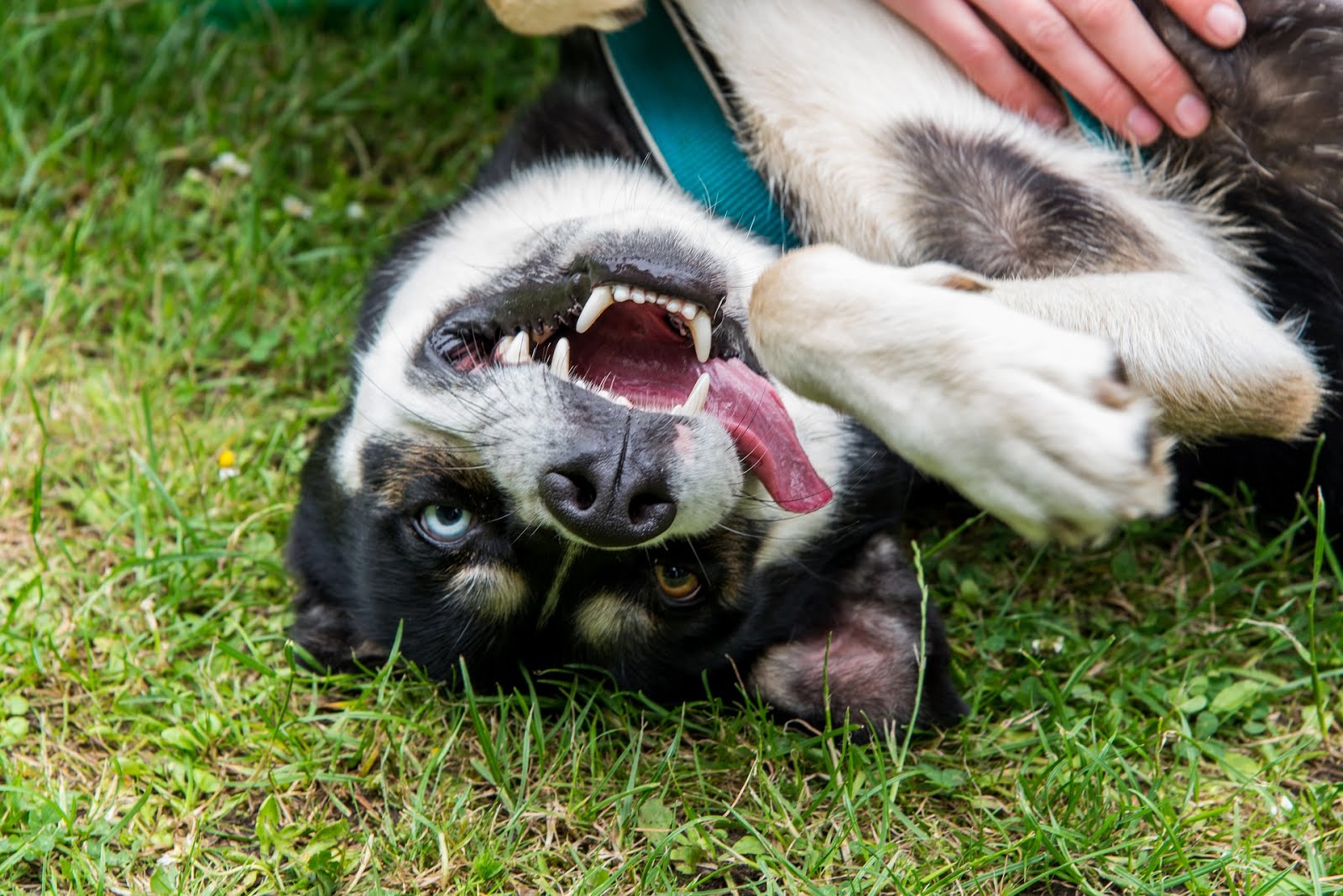 Tổng hợp thông tin về chó Husky từ A đến Z