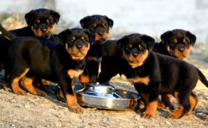 Chó Rottweiler - Đặc điểm, tính cách, cách chăm sóc giống chó Rottweiler