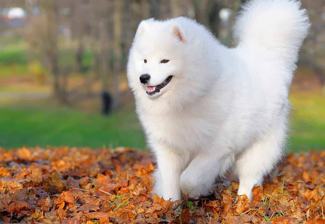 Chó Samoyed - Tổng hợp thông tin về chó Samoyed từ A đến Z