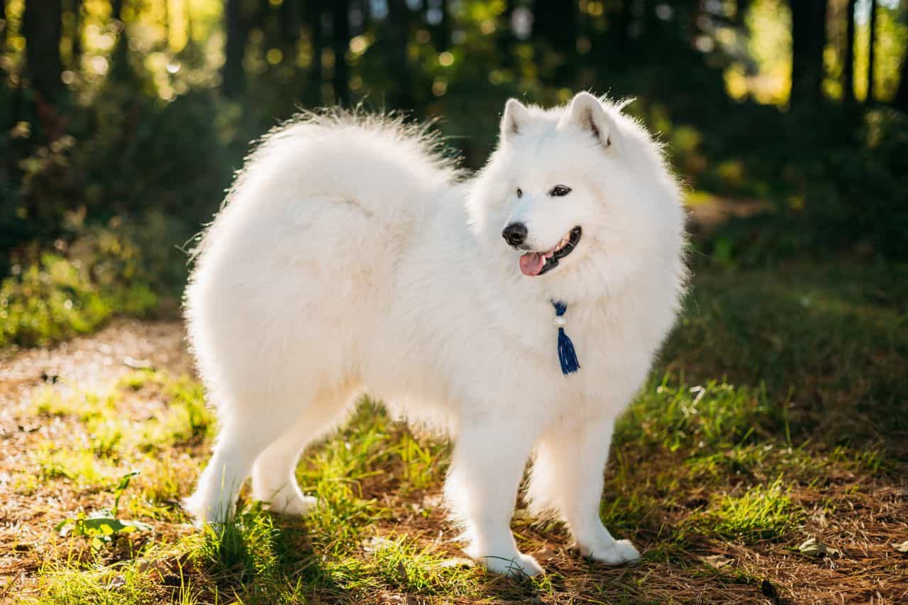 Chó Samoyed - Tổng hợp thông tin về chó Samoyed từ A đến Z