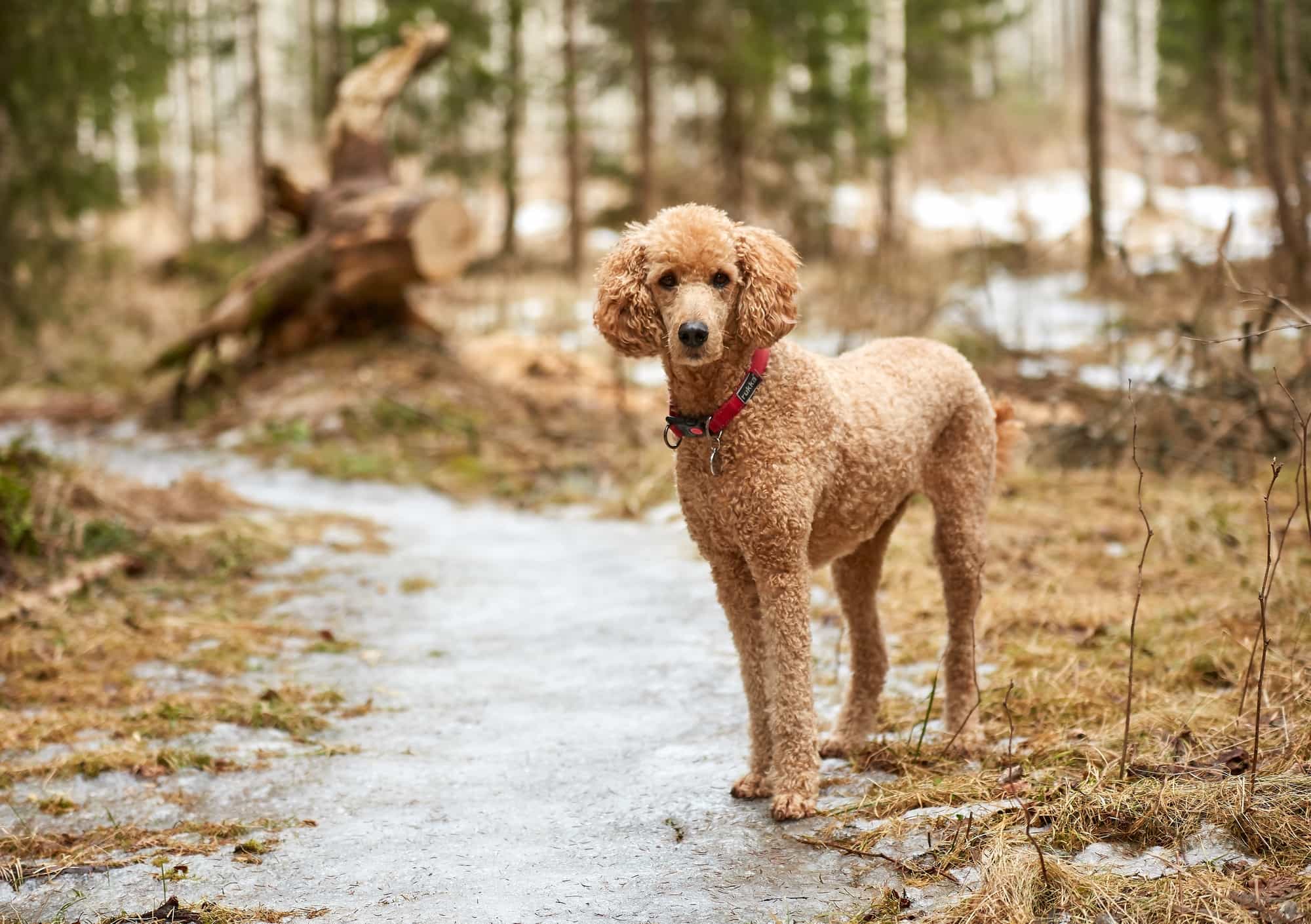 Các giống chó Poodle được yêu thích nhất hiện nay