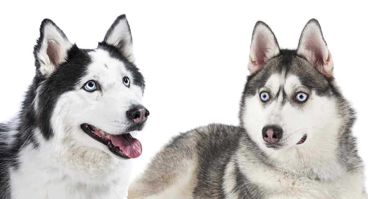 Cách phân biệt giữa chó Husky và chó Alaska đơn giản