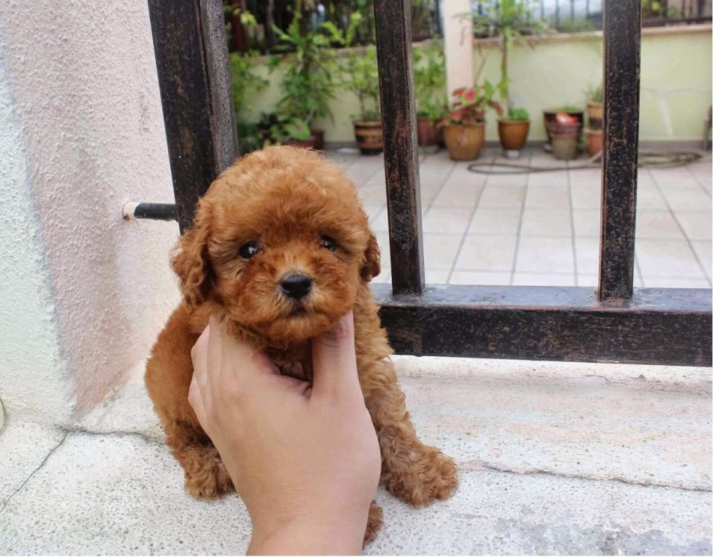 ⭐ TRUNG ĐỨC