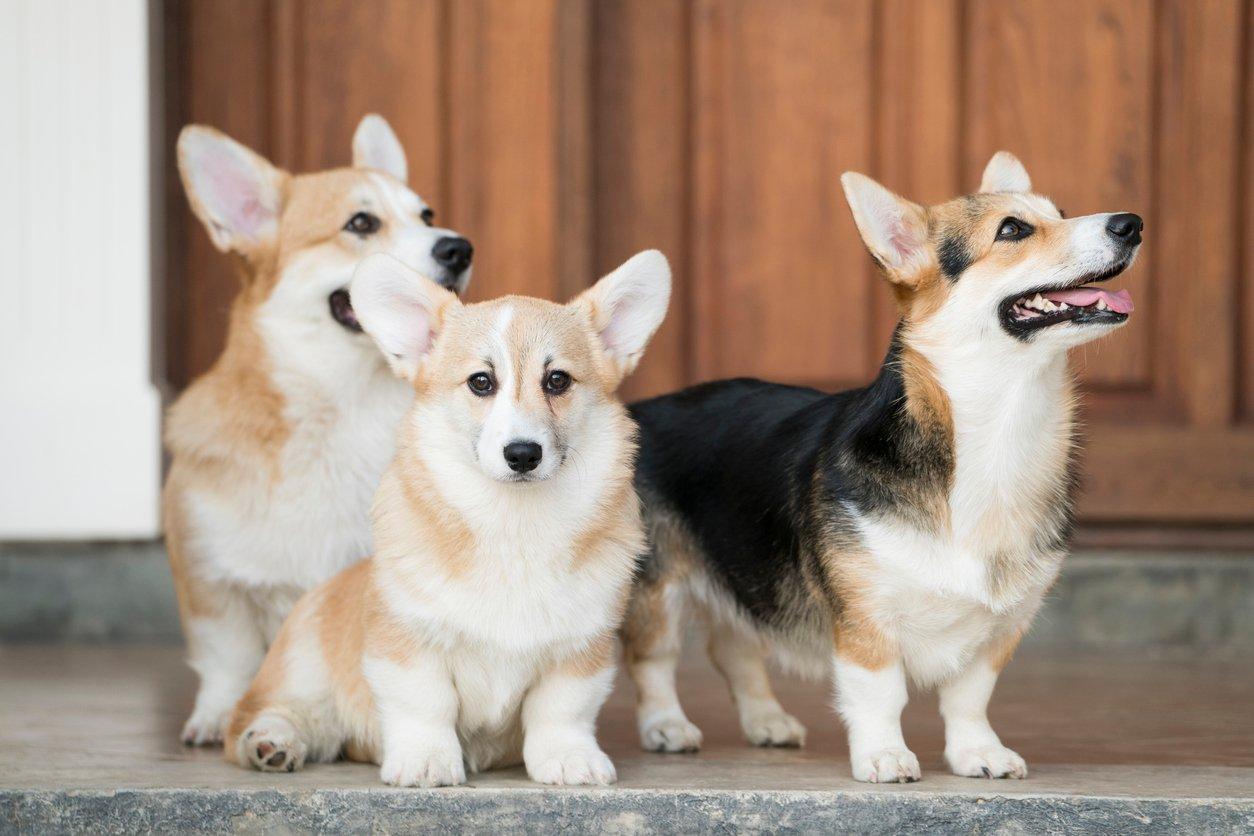 Kinh nghiệm nuôi dưỡng và chăm sóc chó Corgi không nên bỏ qua