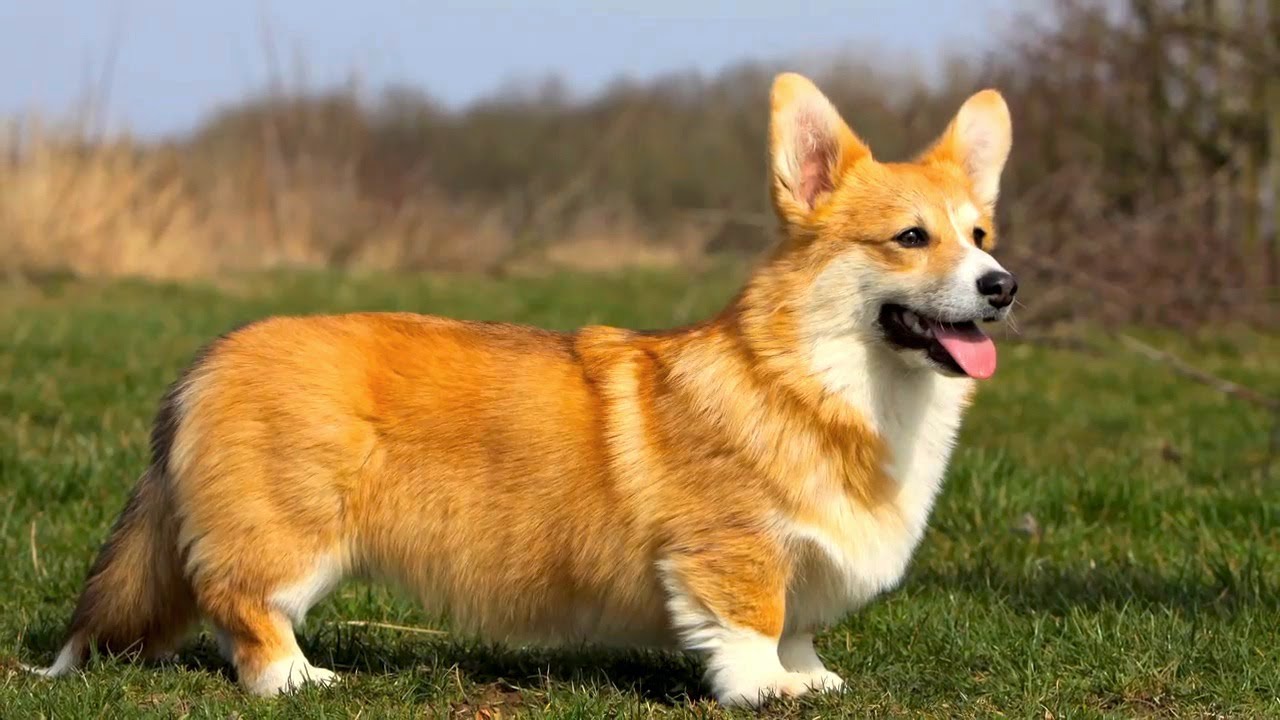 Kinh nghiệm nuôi dưỡng và chăm sóc chó Corgi không nên bỏ qua