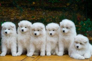 Hướng dẫn cách chăm sóc và nuôi dưỡng chó Samoyed đúng cách