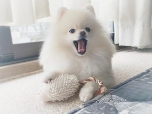 Chó Phốc sóc - Đặc điểm, cách chăm sóc và huấn luyện chó Phốc sóc