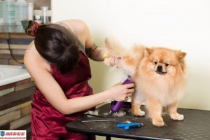Hướng dẫn cách nuôi chó Phốc Sóc khỏe mạnh và phát triển tốt