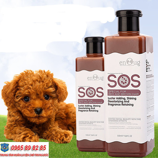 Cách tắm cho chó Poodle đơn giản, dễ dàng và nhanh chóng