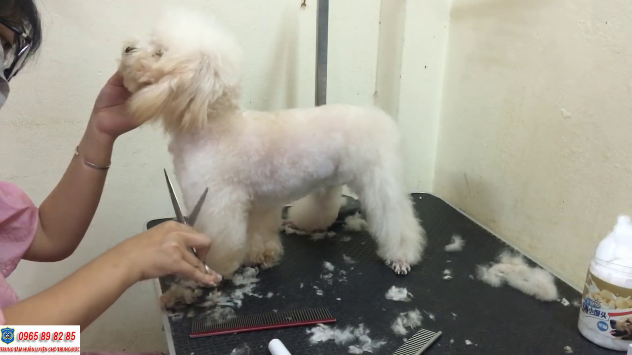 Hướng dẫn cách chăm sóc lông chó Poodle đơn giản mà hiệu quả tại nhà