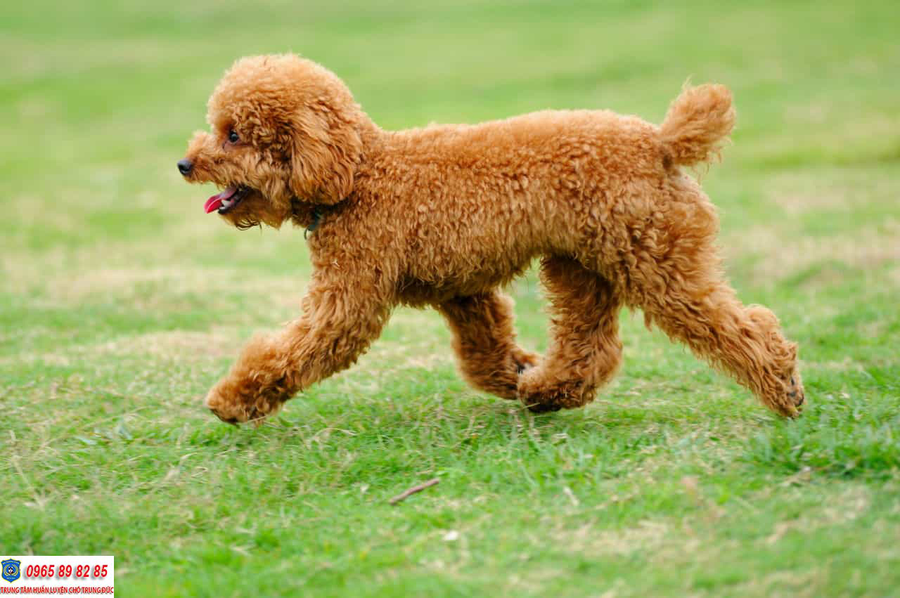 Hướng dẫn cách chăm sóc chó Poodle mang thai sao cho đúng cách