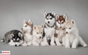 Nên cho chó Husky con uống sữa gì để phát triển khỏe mạnh?