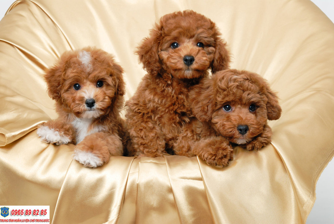 Chó Poodle 2 tháng tuổi nên cho ăn gì là tốt nhất?