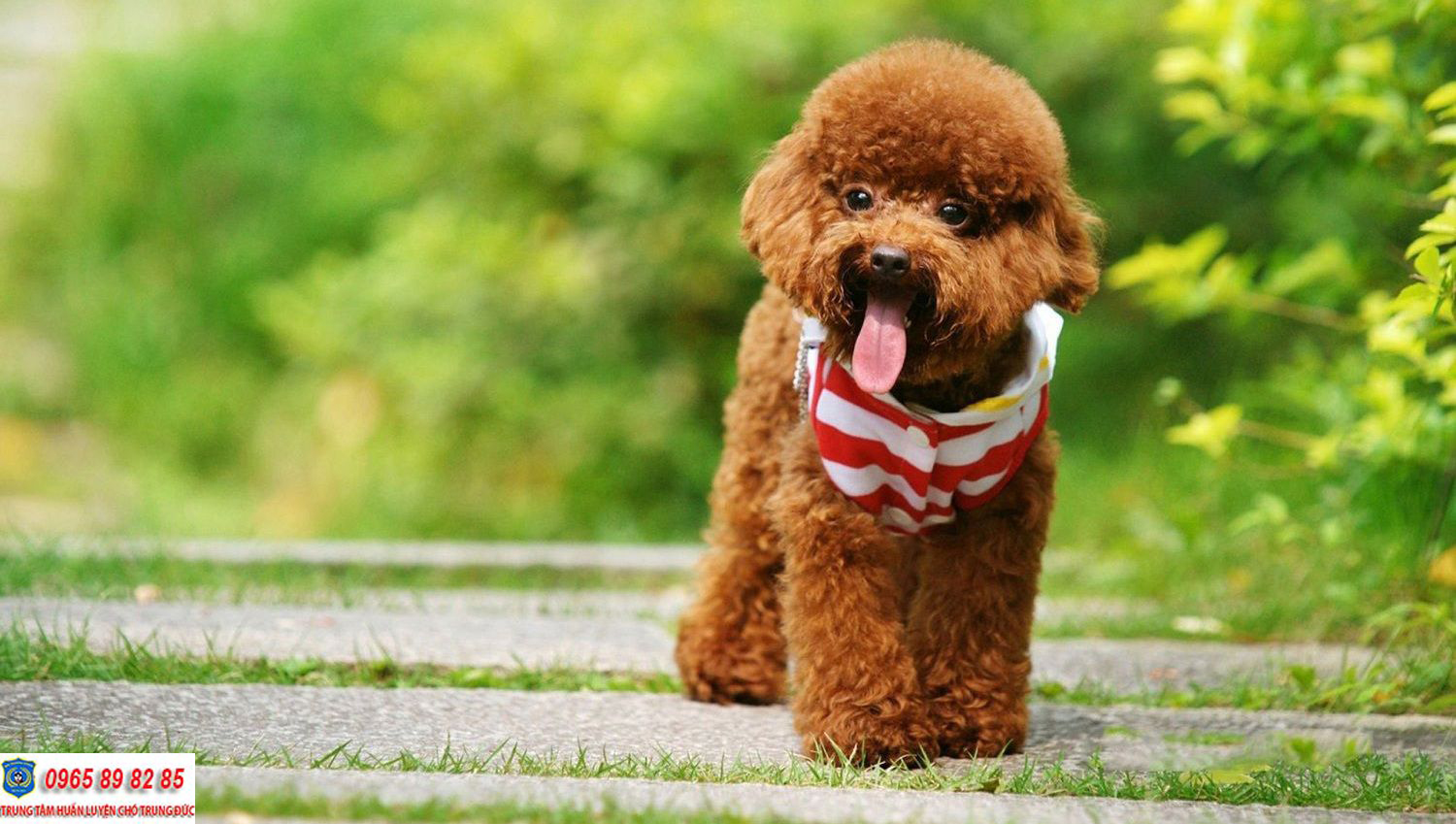 Poodle có bao nhiêu loại khác nhau