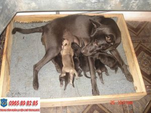 Hướng dẫn cách chăm sóc chó Phú Quốc mang thai tốt nhất
