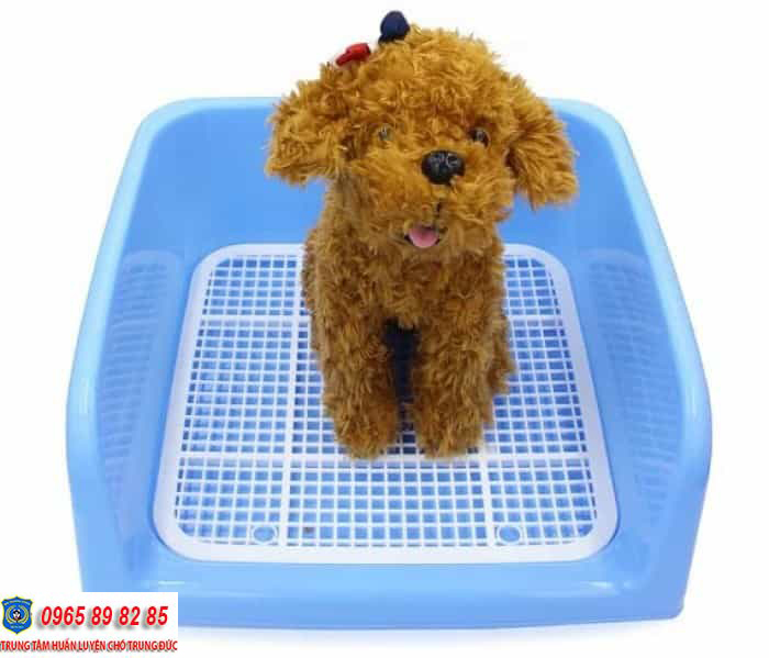 Kinh nghiệm nuôi chó Poodle khỏe mạnh, phát triển toàn diện