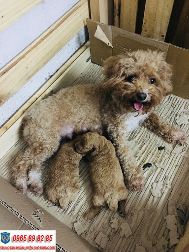 Kinh nghiệm nuôi chó Poodle khỏe mạnh, phát triển toàn diện