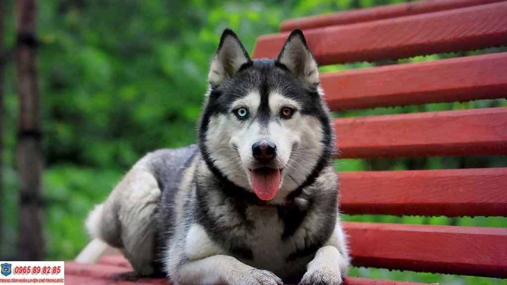 Những màu lông chó Husky phổ biến nhất hiện nay