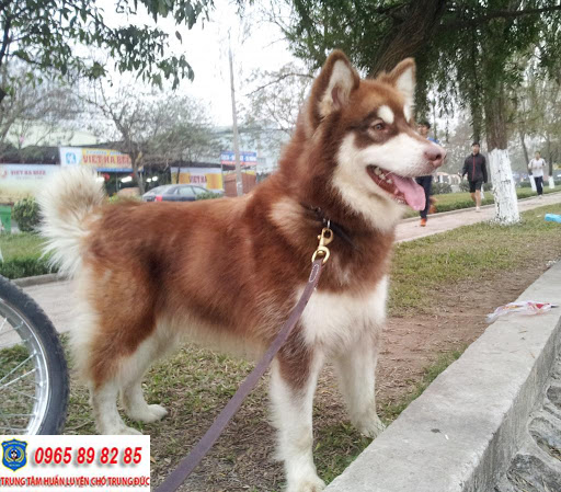 Những màu lông chó Husky phổ biến nhất hiện nay