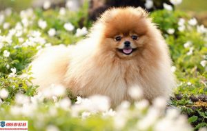 Một số căn bệnh thường hay gặp ở chó Phốc Sóc và cách phòng tránh