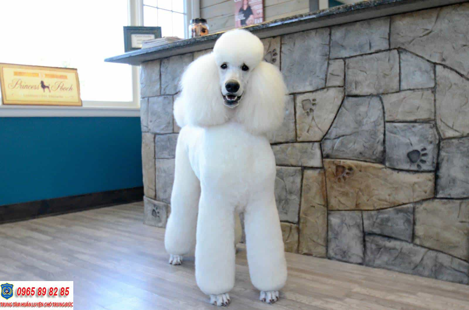 Những màu lông chó Poodle đẹp nhất trên thế giới