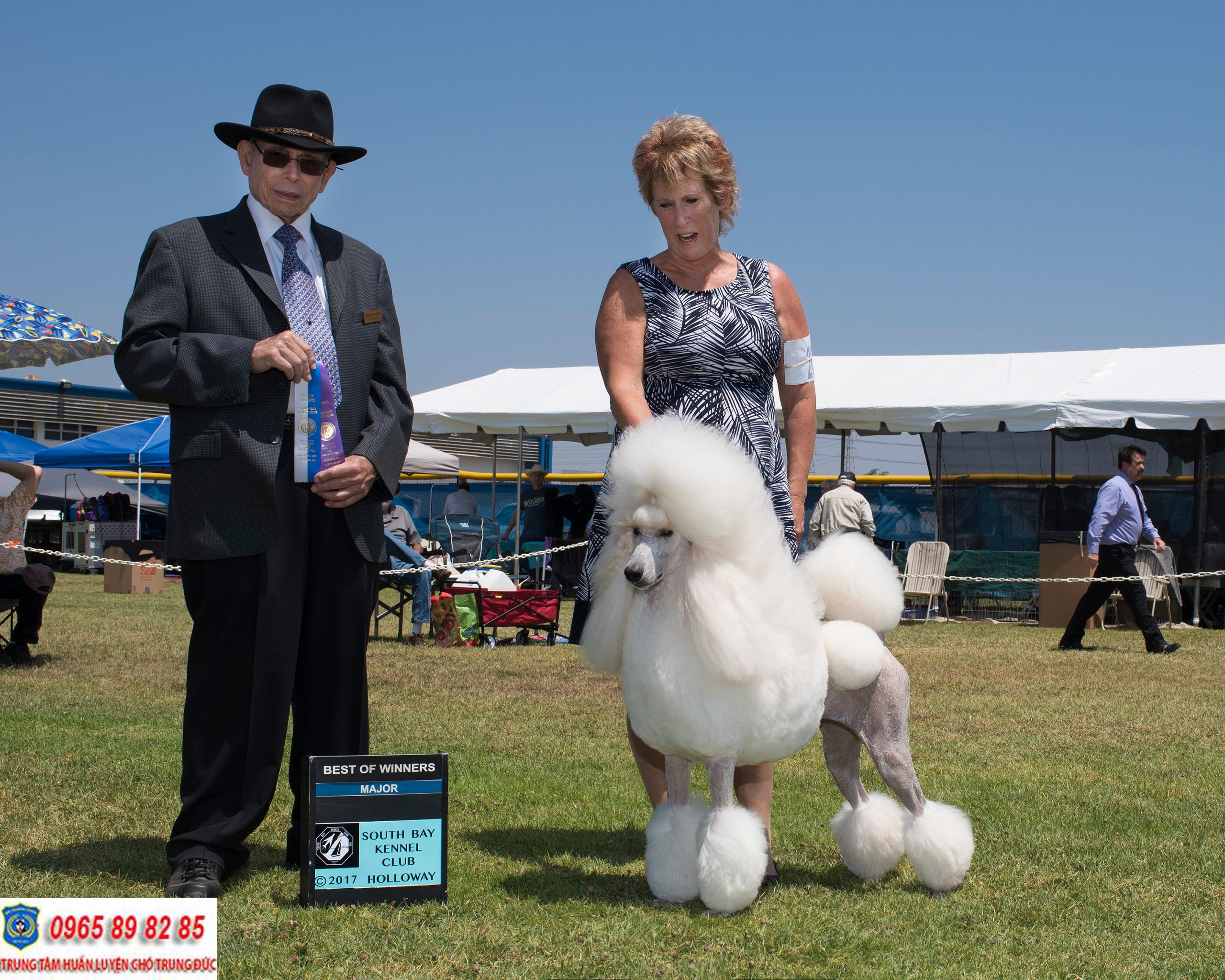 Standard Poodle – Giống chó Poodle có kích thước lớn nhất