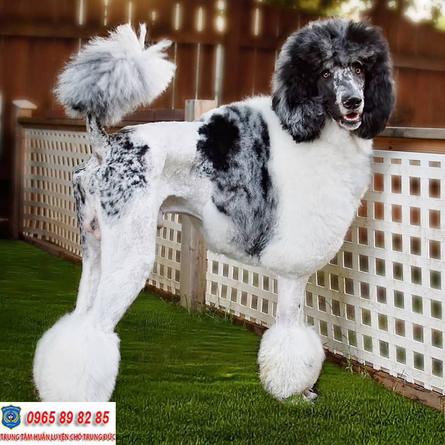 Standard Poodle – Giống chó Poodle có kích thước lớn nhất