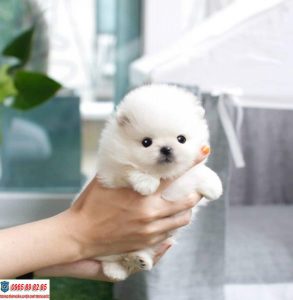 Teacup Phốc sóc - Giống chó nhỏ nhắn nổi tiếng trên thế giới