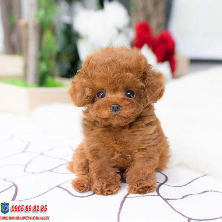 Teacup Poodle - Có nên chọn nuôi Teacup Poodle hay không?