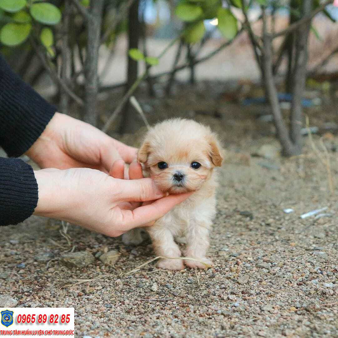 Teacup Poodle - Có nên chọn nuôi Teacup Poodle hay không?