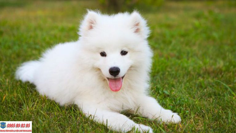 Top 5 loài chó cảnh đẹp nhất trên thế giới