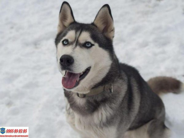 Top 5 loài chó cảnh đẹp nhất trên thế giới