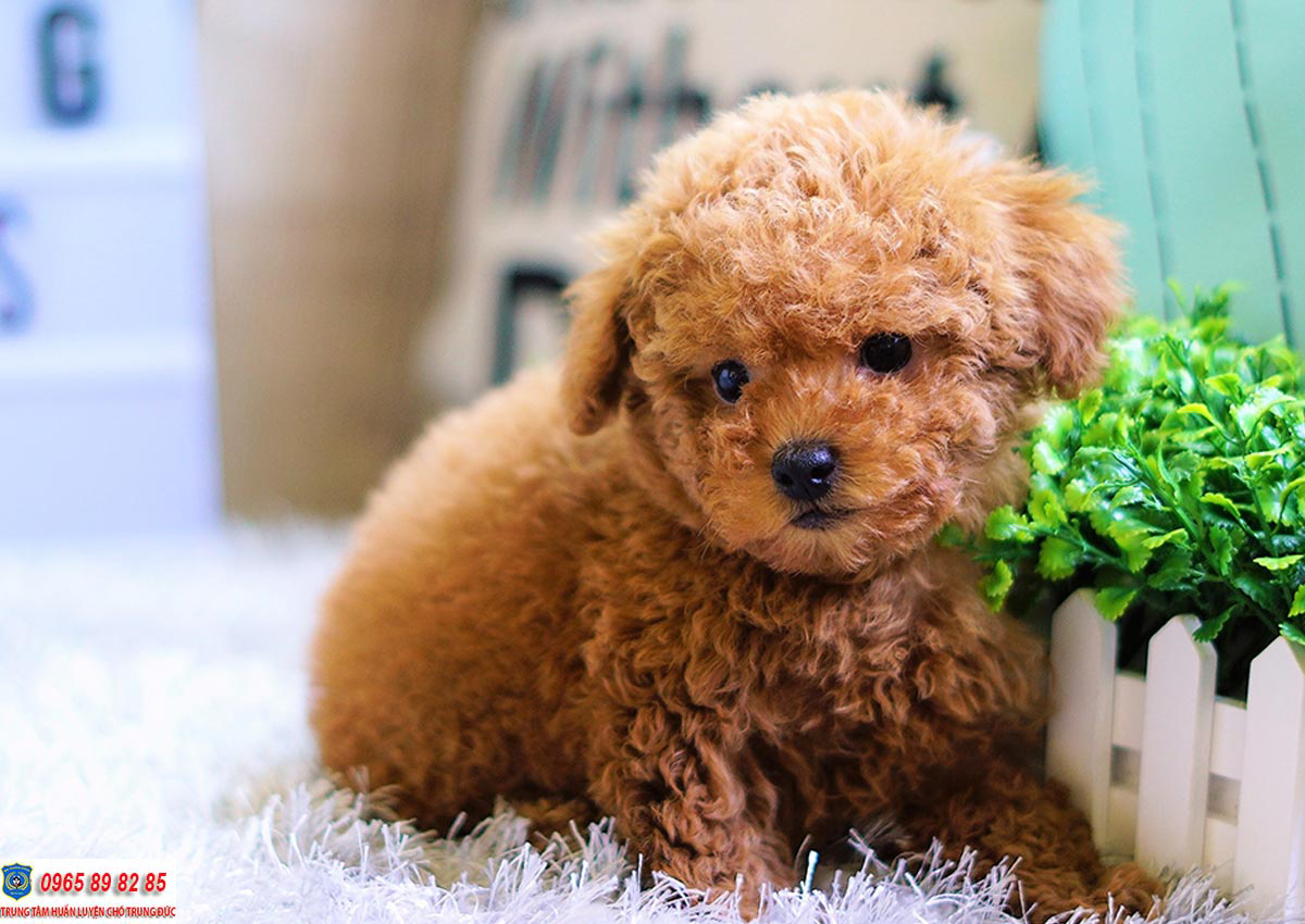 Poodle có bao nhiêu loại khác nhau