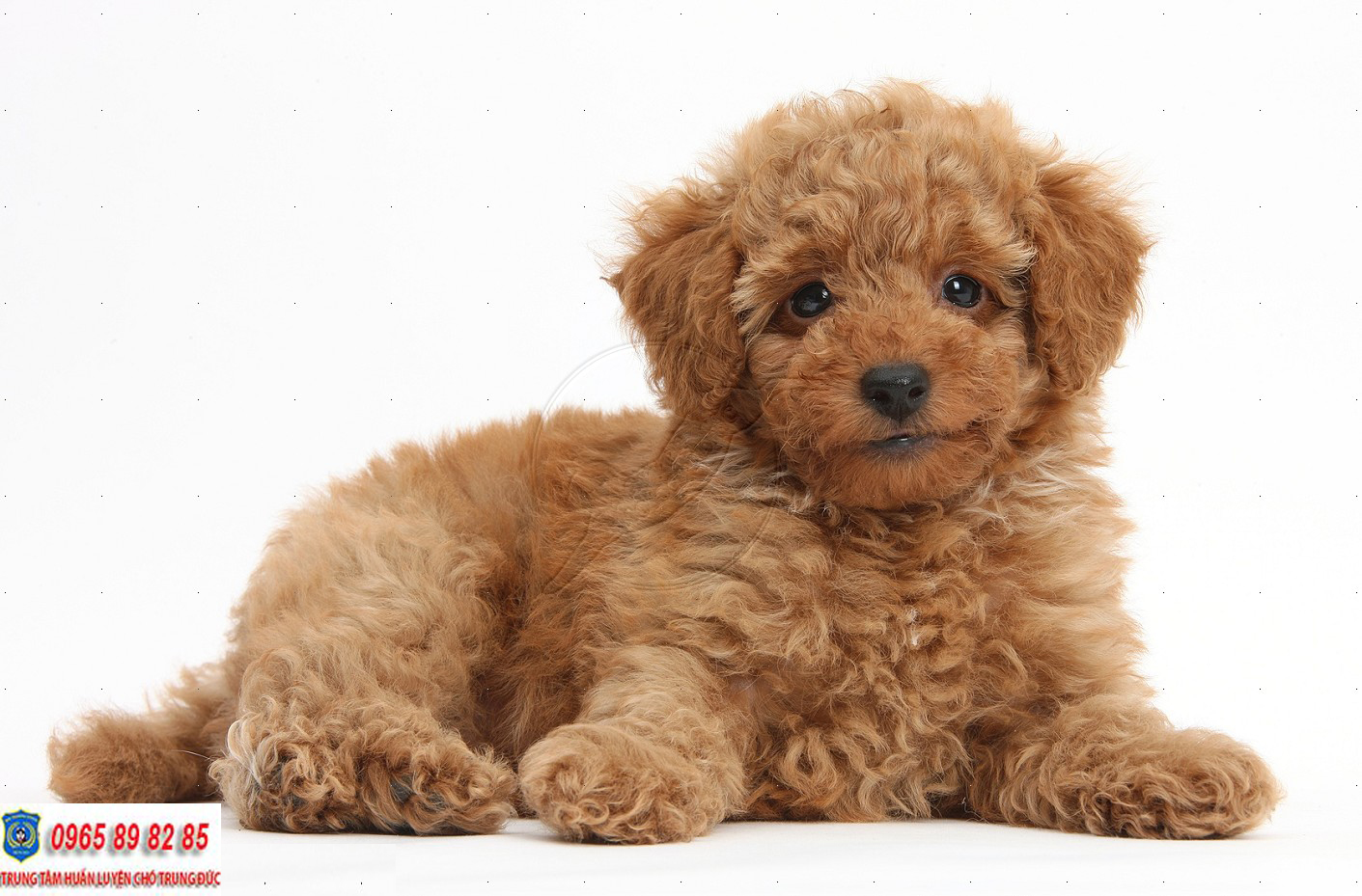 Toy Poodle - Giống chó được yêu thích nhất