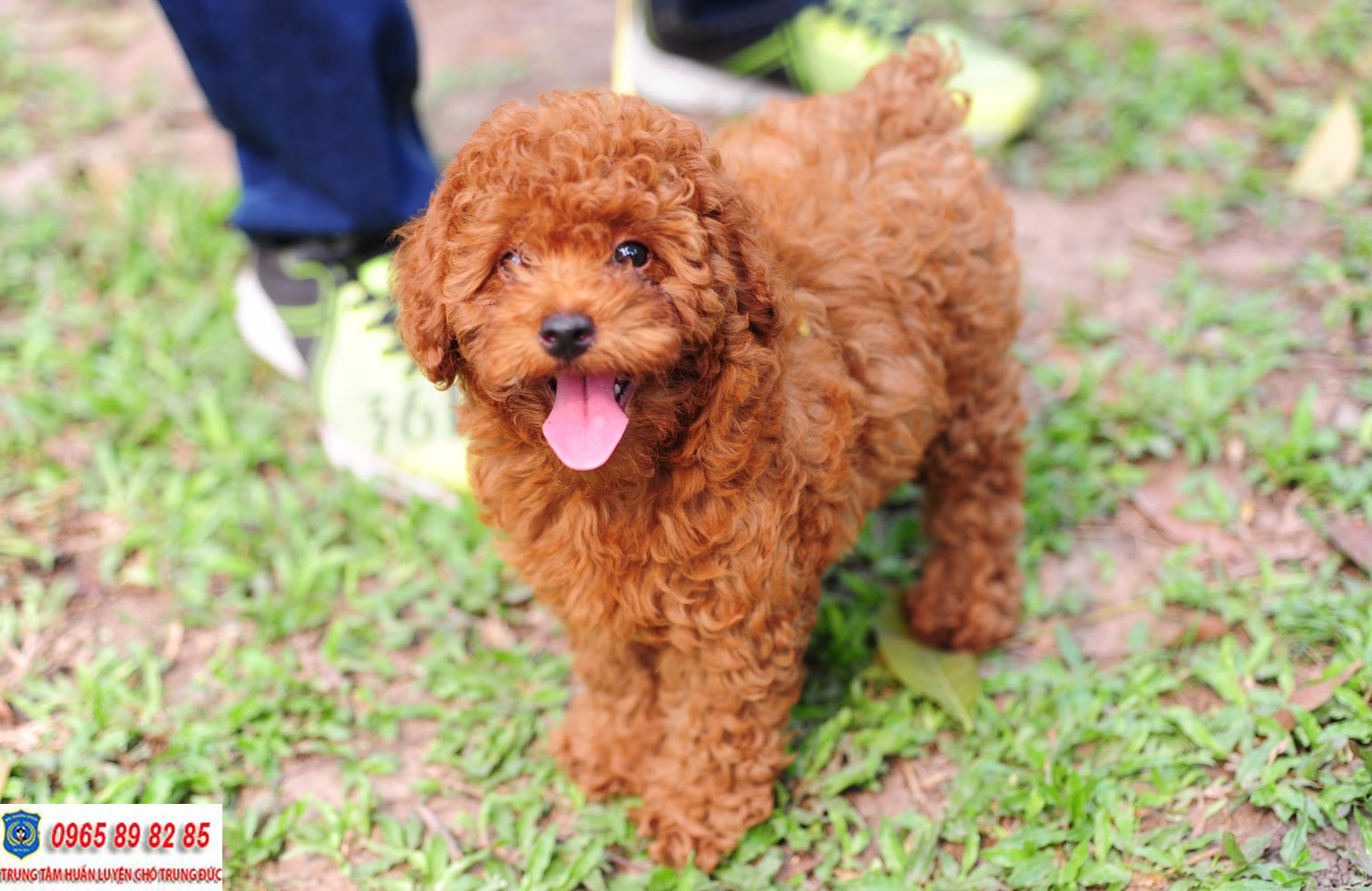 Toy Poodle - Giống chó được yêu thích nhất