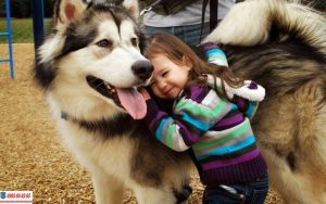 Hướng dẫn cách huấn luyện chó Alaska đơn giản ngay tại nhà