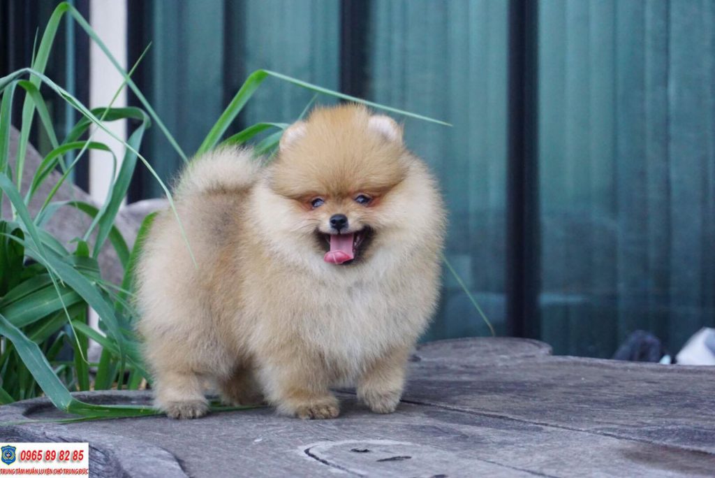 ⭐ TRUNG ĐỨC